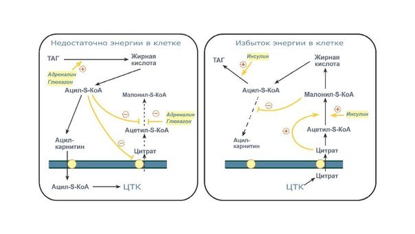Гормоны, сжигающие жир. Часть 2