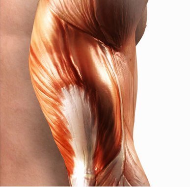 Быстрые мышечные волокна