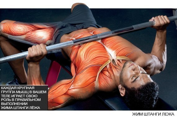 Как увеличить результат в жиме лежа?