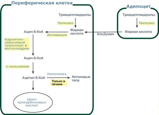 Гормоны сжигающие жир. Часть 1
