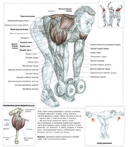 Все об упражнении: подъемы гантелей через стороны в наклоне